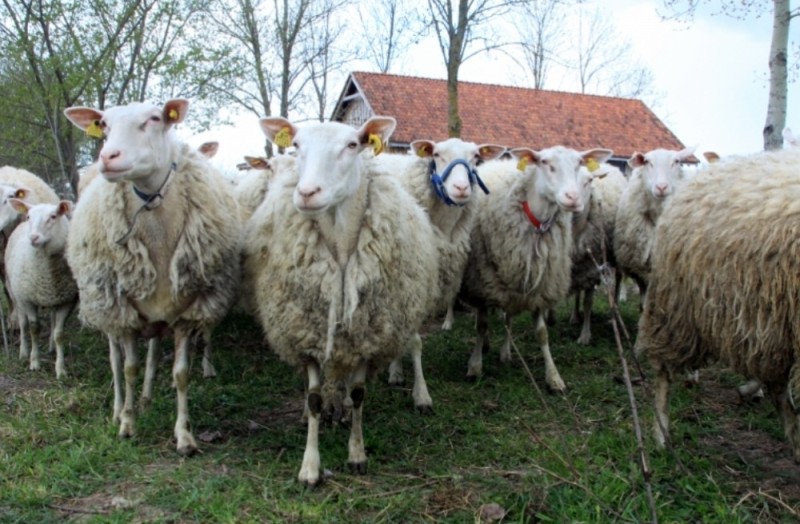 Create meme: East Frisian sheep breed, the East Frisian breed of sheep, meat breed sheep