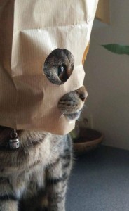 Создать мем: сбежавший кот скрипалей, этому городу нужен герой, cat with paper bag on head
