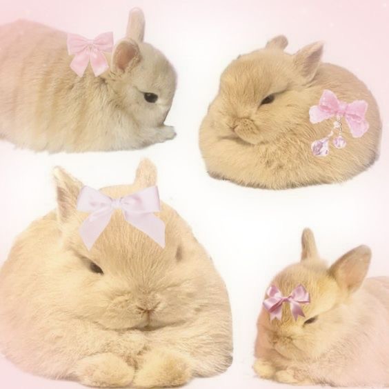 Create meme: Bunny , rabbit , The bunny is beautiful