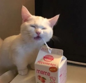 Create meme: cats, cat funny, white cat