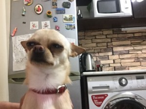 Create meme: Chihuahua funny, evil Chihuahua, Chihuahua meme