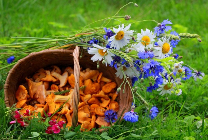 Create meme: mushrooms in the basket, summer cornflowers, flowers 