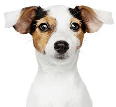 Create meme: dog , breed Jack Russell Terrier, Jack Russell