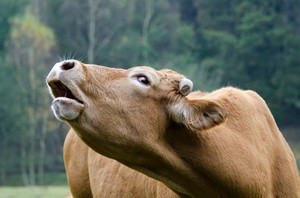 Create meme: animal, the language of the cow photo, spitting camel