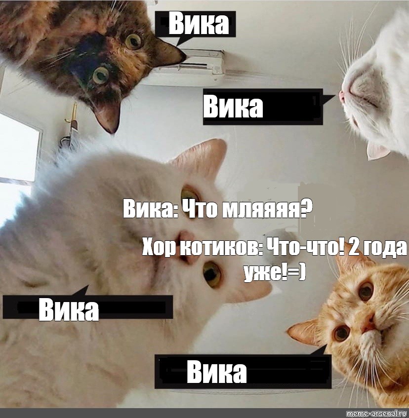 Вика что происходит. Коты мемы Вика. Мемы с котами про Вику. Вики коты. Мем с котами и Викой.