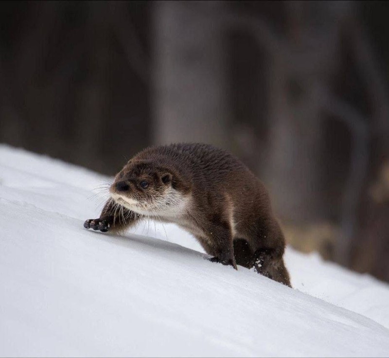 Create meme: otter , river otter, river otter novosibirsk zoo