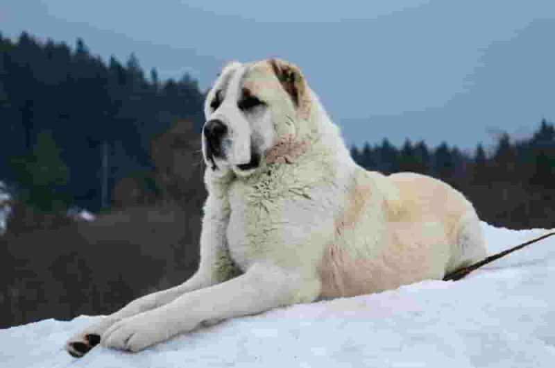 Create meme: alabai central Asian shepherd, Central Asian shepherd dog , central Asian shepherd wolfhound