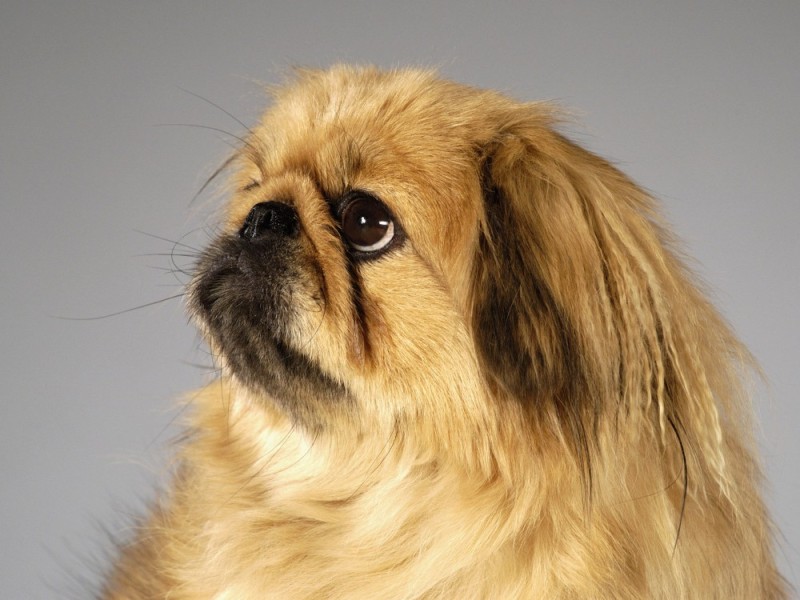 Create meme: dog Pekingese, breed Pekingese, Pekingese