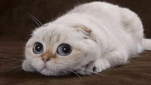 Create meme: cute cats, cat, Scottish fold cat