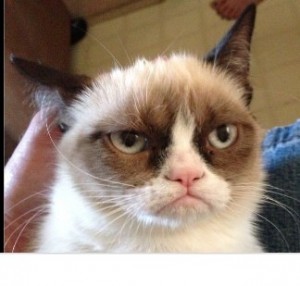 Create meme: unhappy cat, unhappy cat meme, unhappy cat meme