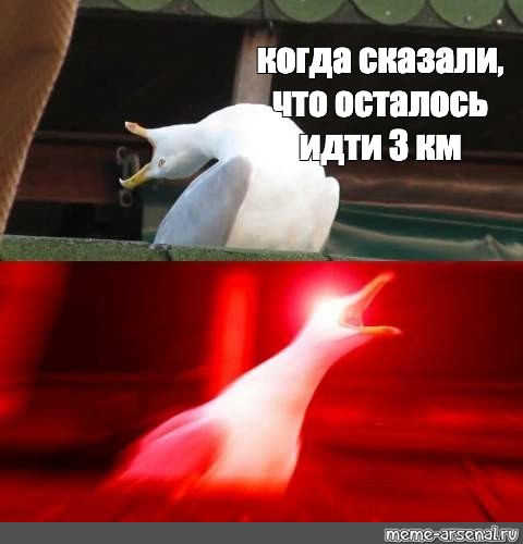 Осталось идти. Злая Чайка Мем. Чайка кричит Мем. Чайка глубокий вдох ракета Мем. Гачи Гусь Мем.