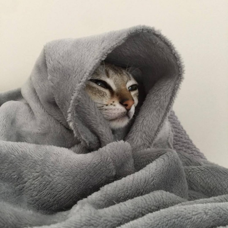 Создать мем: смешные кошки, теплое одеяло, котик в капюшоне