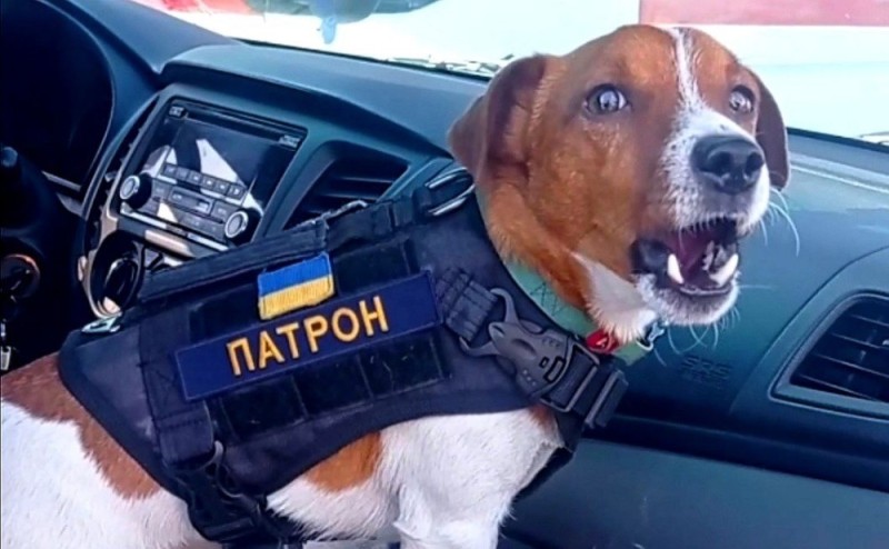 Create meme: dog patron, patron dog, The doggie is in the car