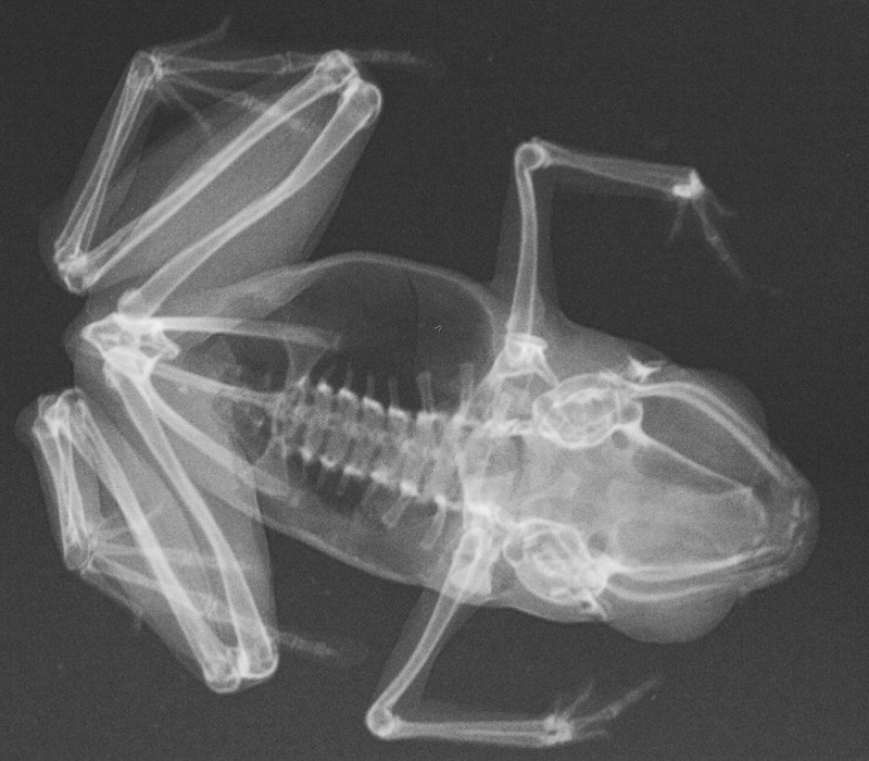 Create meme: X-ray of animals, X-ray of a frog, X-ray vision