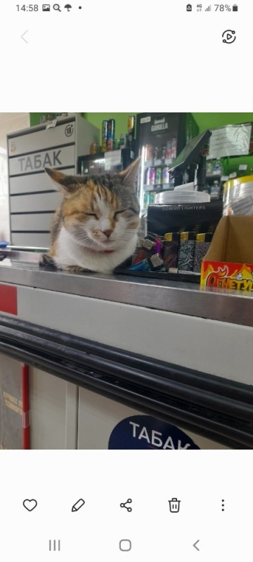 Create meme: The cat in the store, cat , kitty 