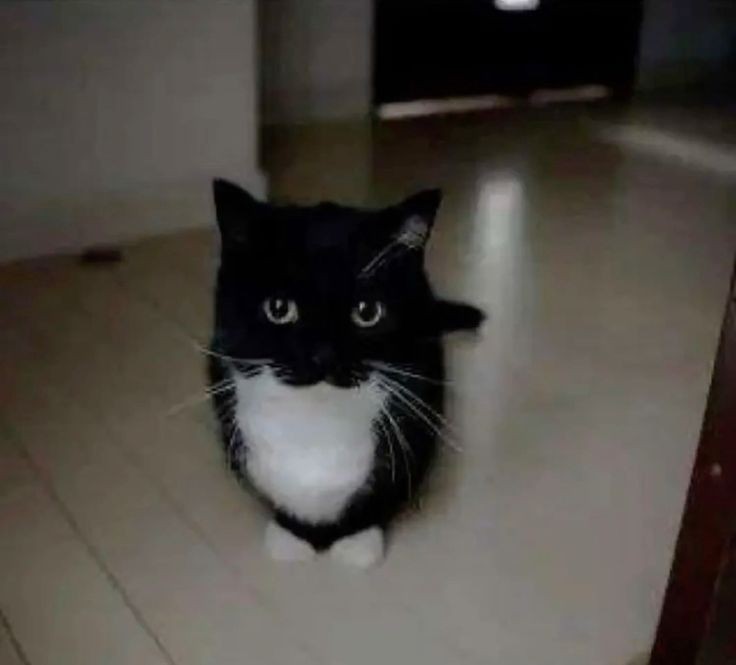 Create meme: cat with black mustache, the cat is black and white, cat 