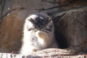 Create meme: manul