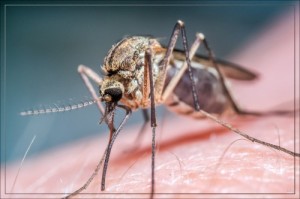 Create meme: zika, parasites, the mosquito