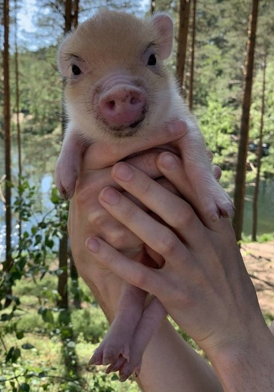 Create meme: mini pig, the Piglet is cute, mini pig