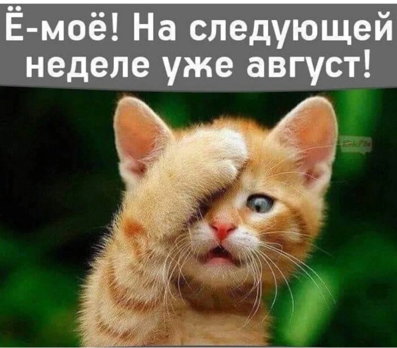 Create meme: It's already August next week, The weekend is coming, the ginger cat is funny