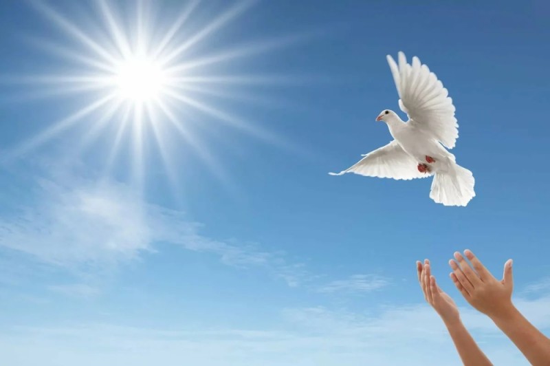 Create meme: pigeons in the sky, pigeons in the blue sky, releasing white dove