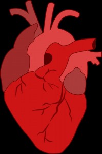 Создать мем: человеческое сердце на прозрачном фоне, сердце сердце, сердце