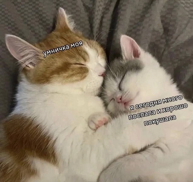 Create meme: cute cats together, cat hugs, cuddle cat