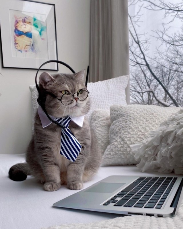 Create meme: Benson the cat, cat intellectual, business cat