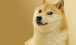 Создать мем: сиба ину doge, порода сиба ину, doge собака порода