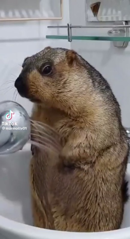Create meme: marmot , The gopher is washing, The groundhog is washing