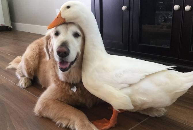 Create meme: pets are funny, the goose and the dog, golden retriever