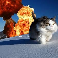 Create meme: explosive seals, cat explosion, To the explosion