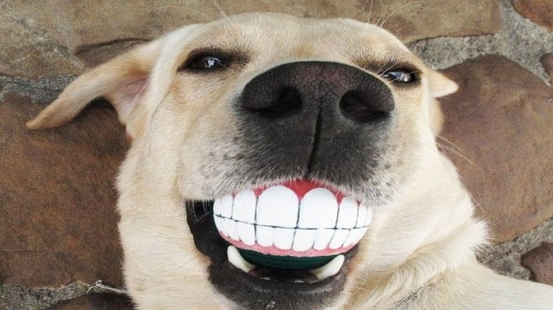Create meme: a dog with teeth, dog smile, smiling dog