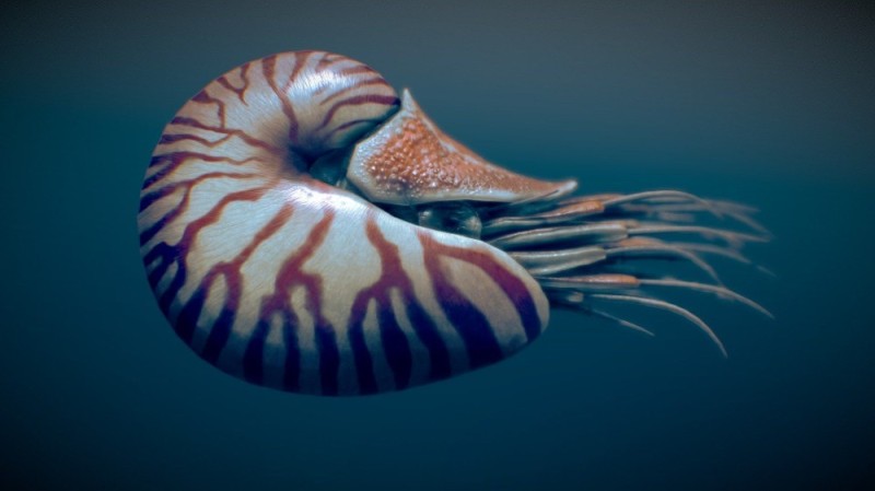 Создать мем: nautilus pompilus, моллюски головоногие, наутилус помпилиус моллюск