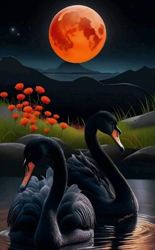 Create meme: Good evening swan, swans are beautiful, swan art