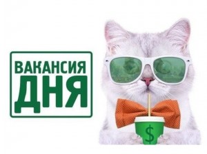 Create meme: work, welcome to the work, cat