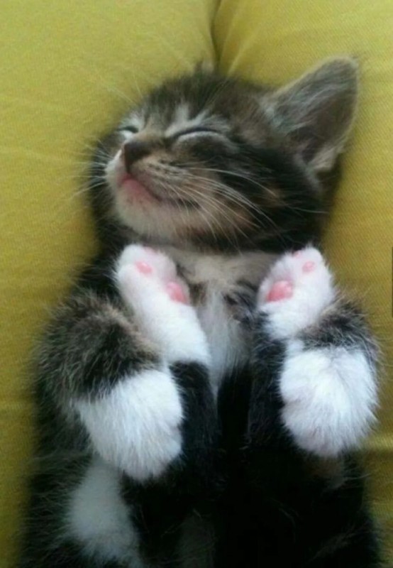 Create meme: Cats have a good night, kitten good night, cute kitty