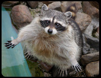 Создать мем: енот тёма, raccoon, злой енот полоскун