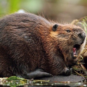 Create meme: canadian beaver, beaver