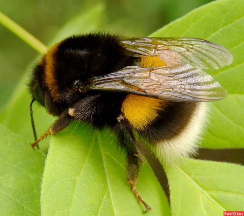 Create meme: the bumblebee is hairy, saffron bumblebee, bumblebee close-up