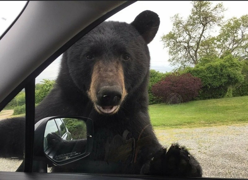 Create meme: bear driving, black bear, wild bear