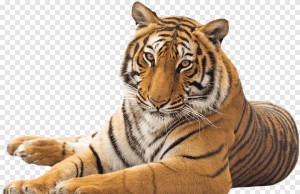 Создать мем: тигр лежит на белом фоне, клипарт тигр, тигр на прозрачном фоне для фотошопа