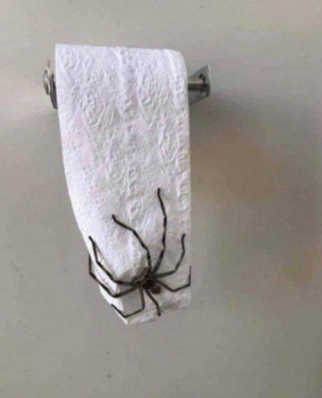 Create meme: toilet paper, toilet spider, spider on toilet paper