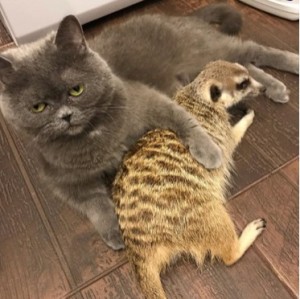 Create meme: cat, seals, cat