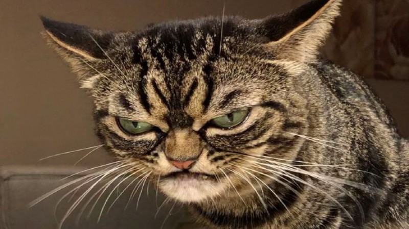 Create meme: the cat is evil, grumpy kitzia, cat 