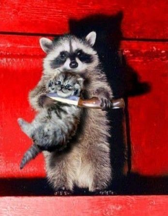 Create meme: raccoon , a raccoon with a knife, Raccoon, I love you.