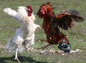 Create meme: Cockerel, red rooster, Roosters