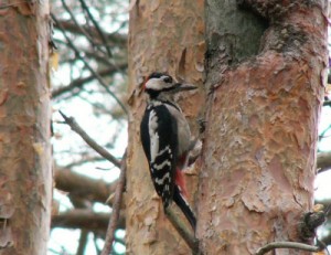 Create meme: woodpecker