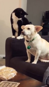 Create meme: dog, cat dog, dog cat