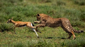 Create meme: running Cheetah, Cheetah on the hunt